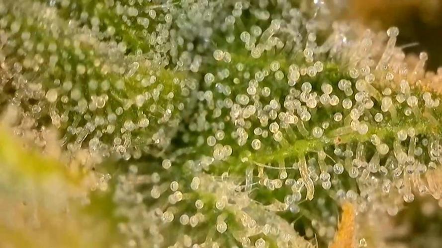 Seed Supplier Project. Week 9