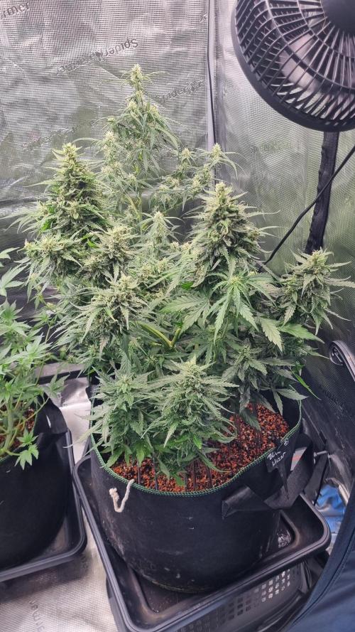 Seed Supplier Project. Week 9