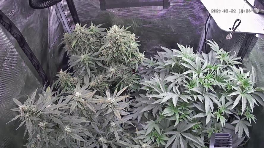 Seed Supplier Project. Week 10