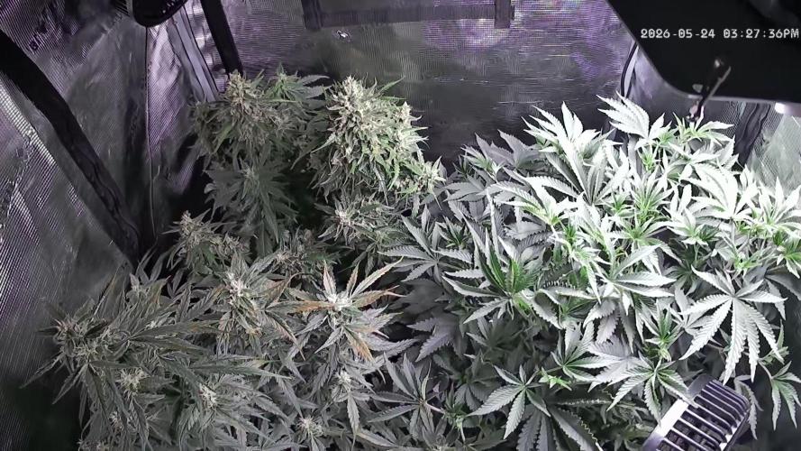 Seed Supplier Project. Week 10