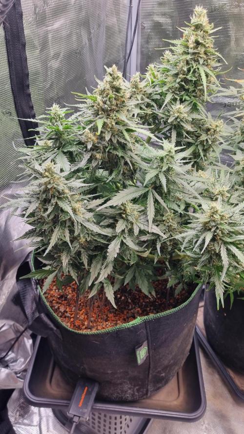 Seed Supplier Project. Week 10