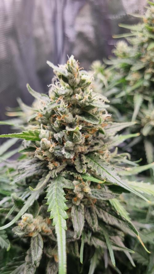 Seed Supplier Project. Week 10
