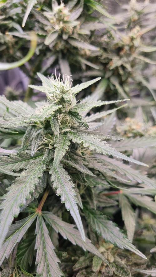 Seed Supplier Project. Week 10