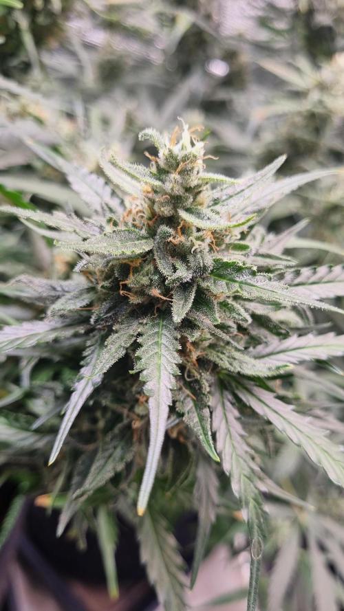 Seed Supplier Project. Week 10