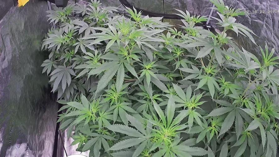 Seed Supplier Project. Week 9