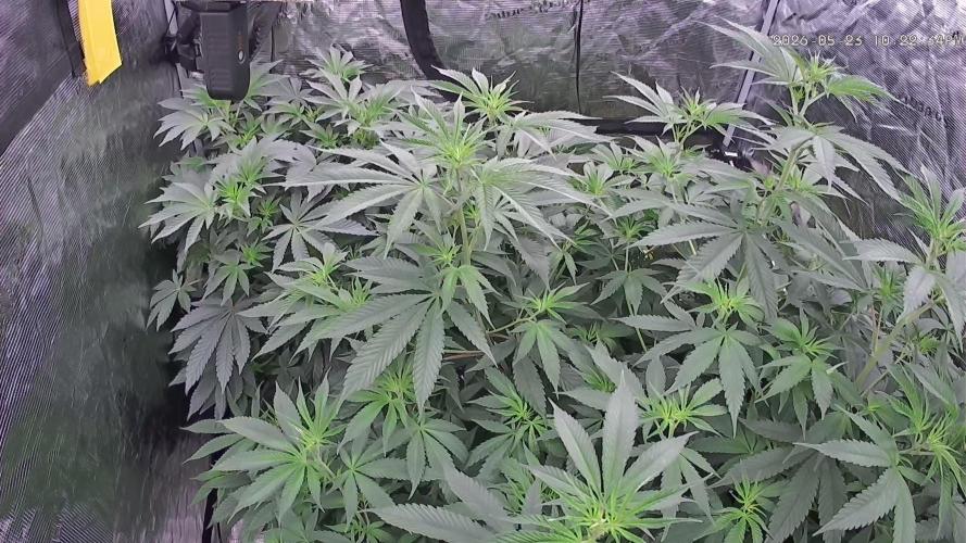 Seed Supplier Project. Week 9
