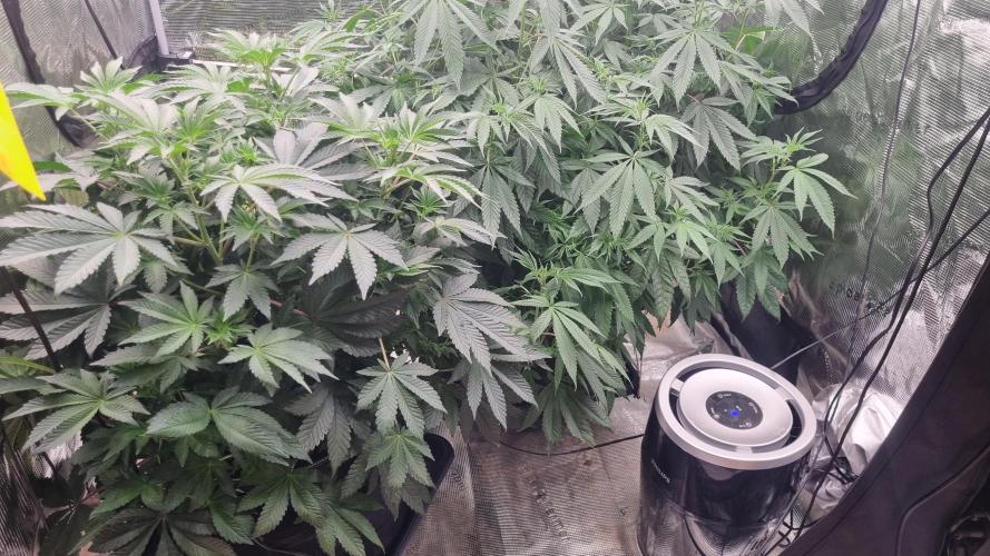 Seed Supplier Project. Week 9