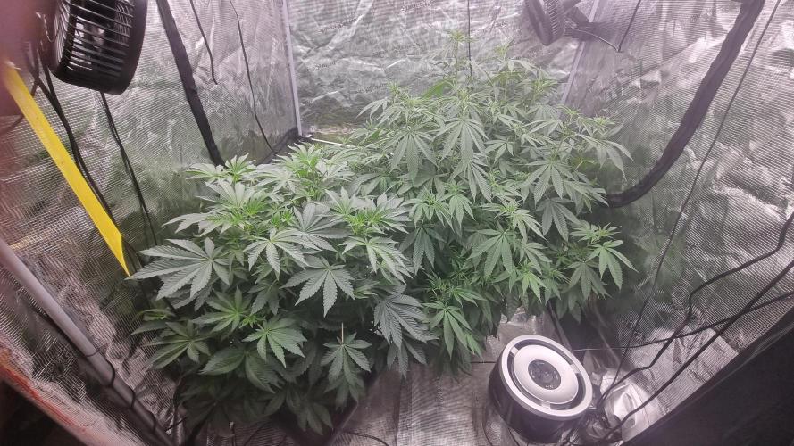 Seed Supplier Project. Week 9