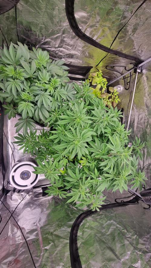 Seed Supplier Project. Week 10