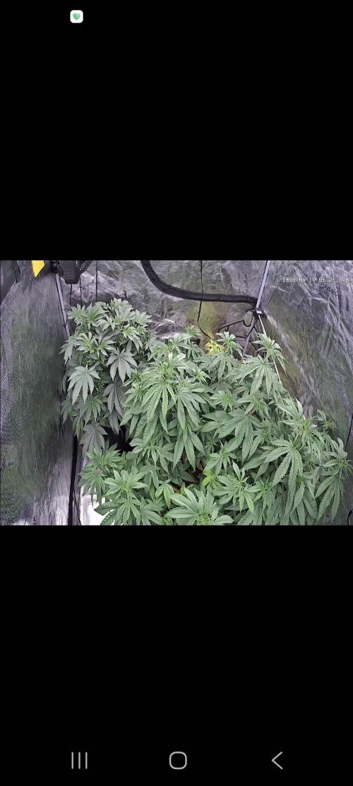 Seed Supplier Project. Week 10