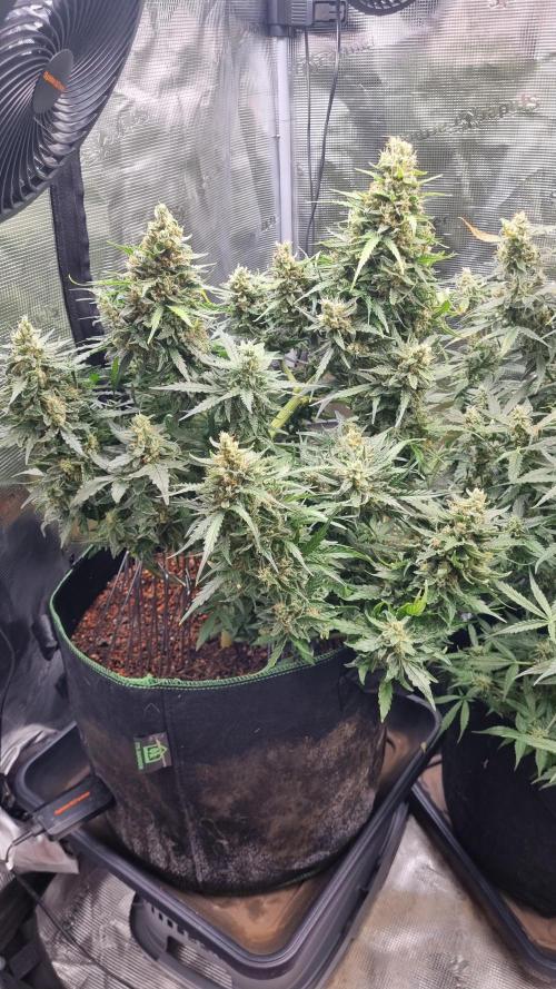 Seed Supplier Project. Week 11