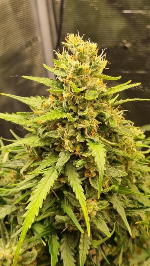 Seed Supplier Project. Week 11