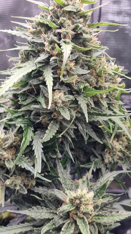 Seed Supplier Project. Week 11