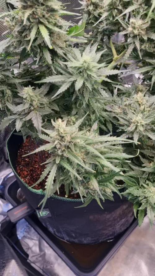 . Week 11