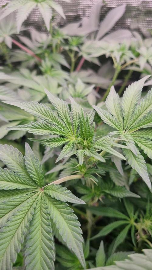 Seed Supplier Project. Week 10
