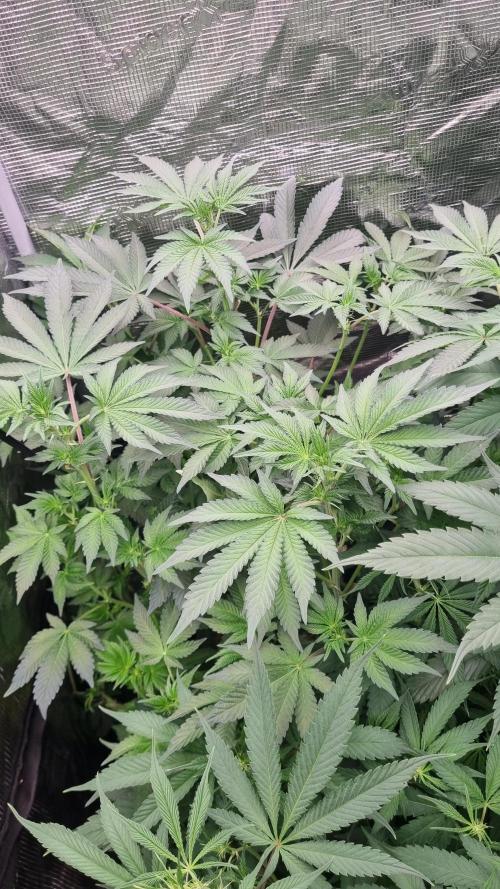 Seed Supplier Project. Week 10