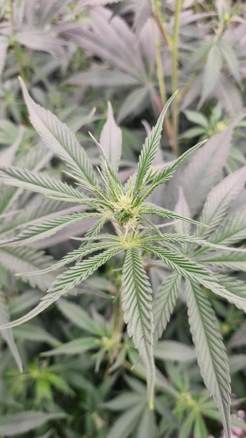 Seed Supplier Project. Week 11