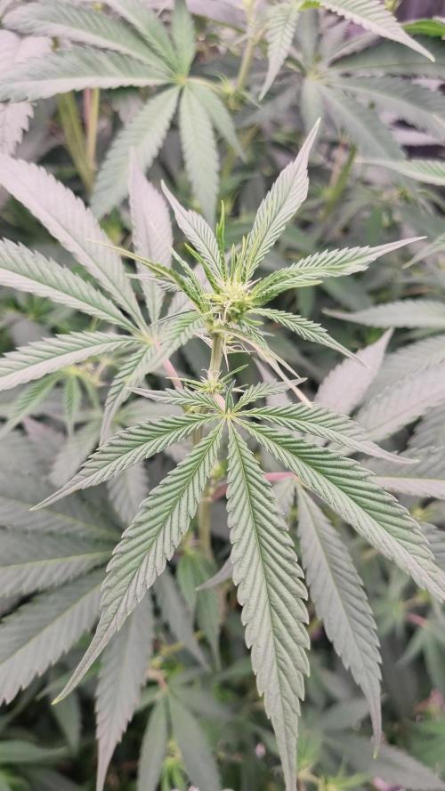 Seed Supplier Project. Week 11