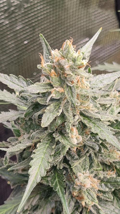 Seed Supplier Project. Week 12