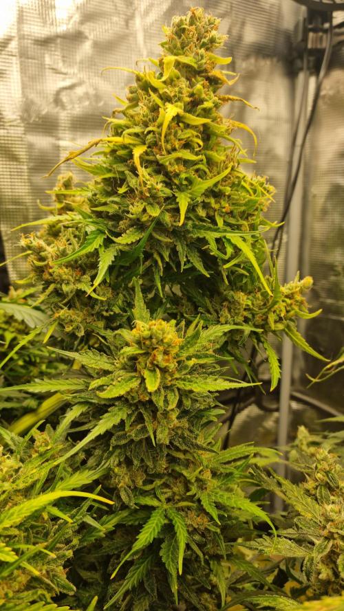 Seed Supplier Project. Week 12