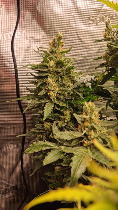 Seed Supplier Project. Week 12