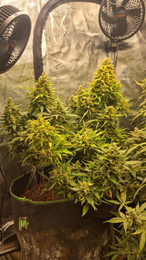 Seed Supplier Project. Week 12