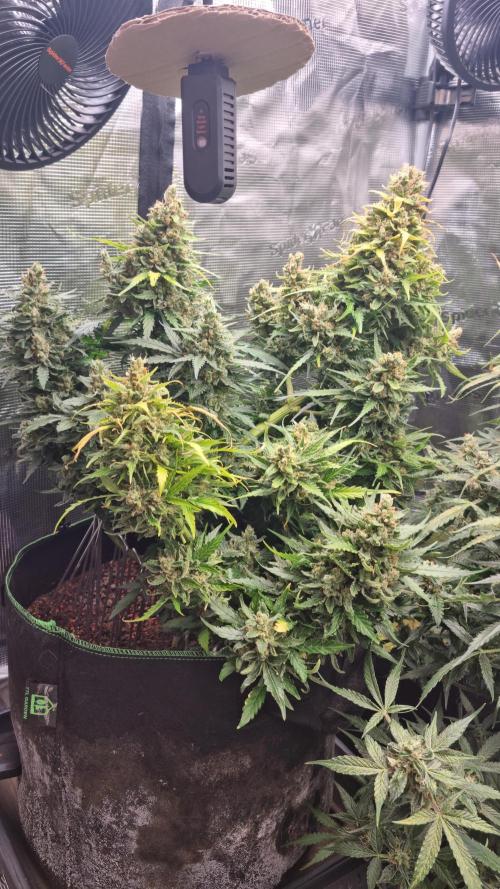 Seed Supplier Project. Week 12