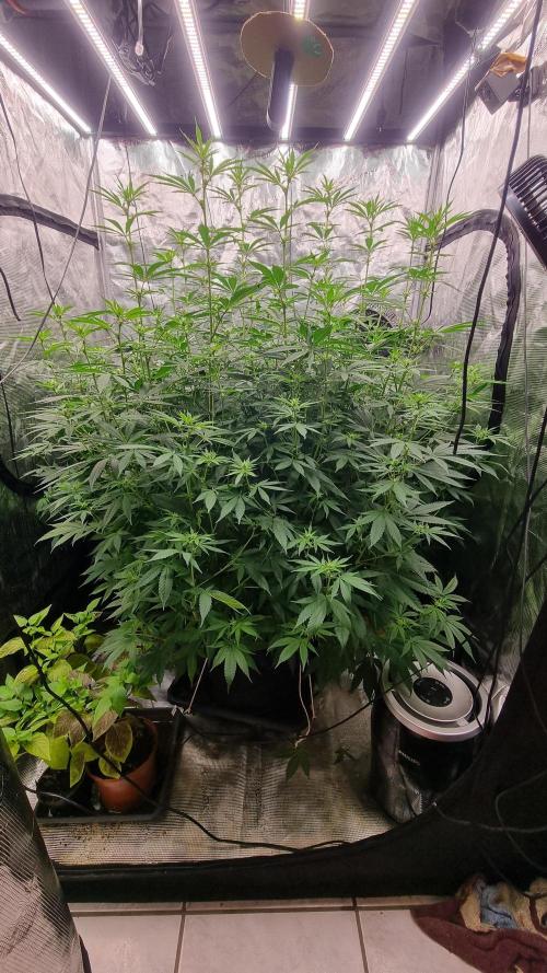 Seed Supplier Project. Week 12