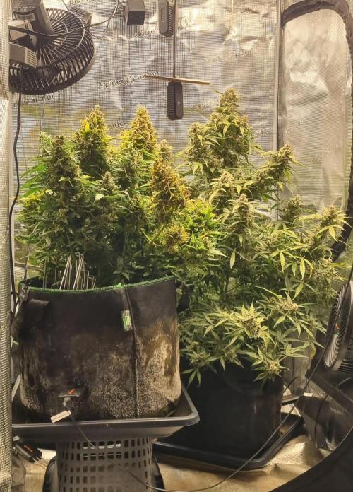 Seed Supplier Project. Week 13