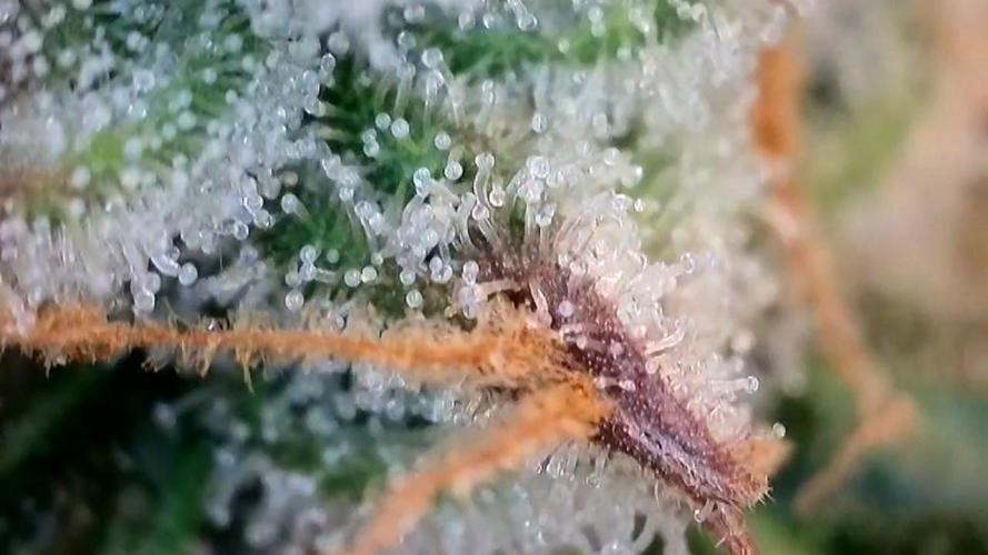 Seed Supplier Project. Week 13