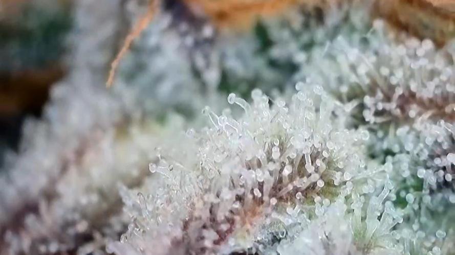 Seed Supplier Project. Week 13
