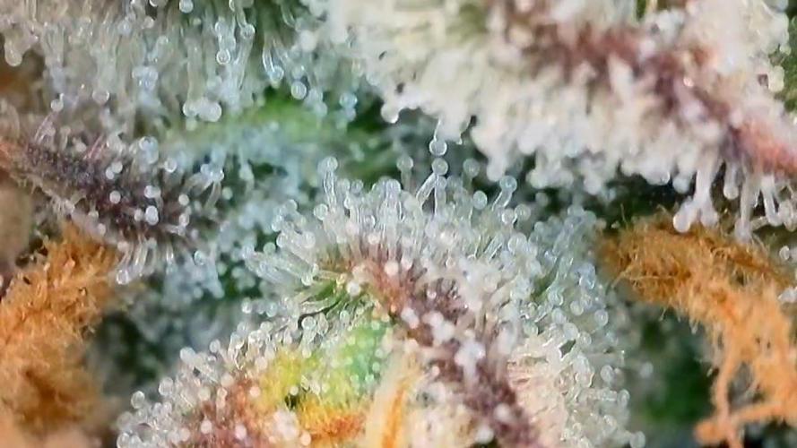 Seed Supplier Project. Week 13