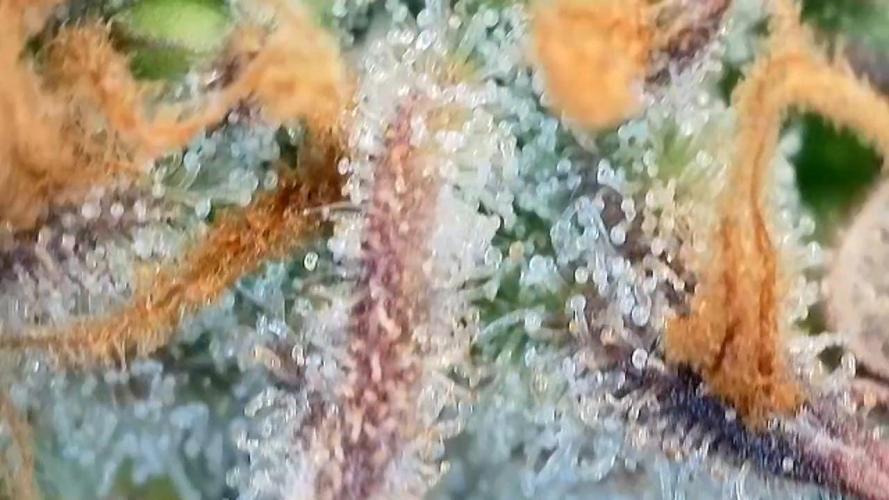 Seed Supplier Project. Week 13