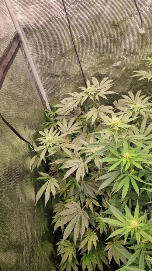 . Week 12