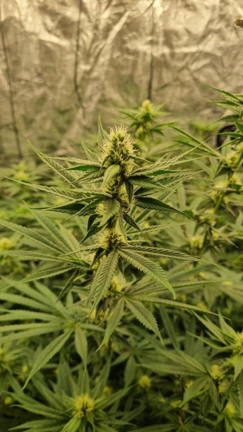 Seed Supplier Project. Week 13