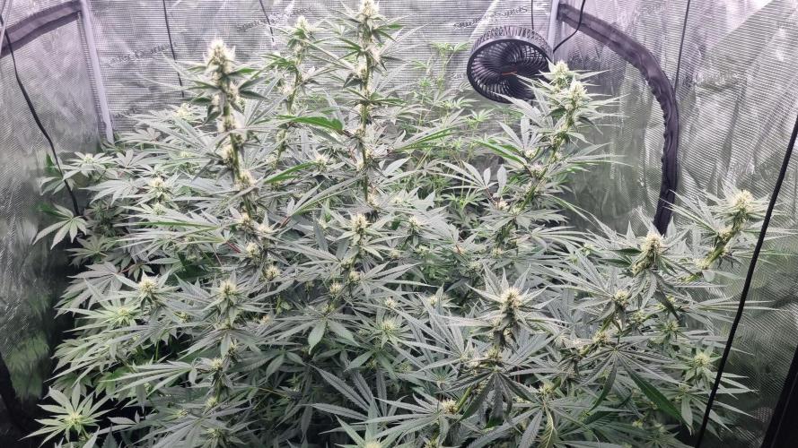 Seed Supplier Project. Week 13