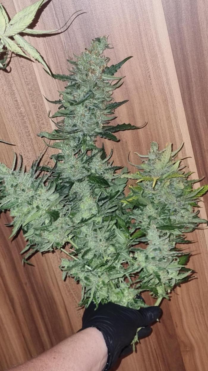 Seed Supplier Project. Week 14 - 1/4 davon 
