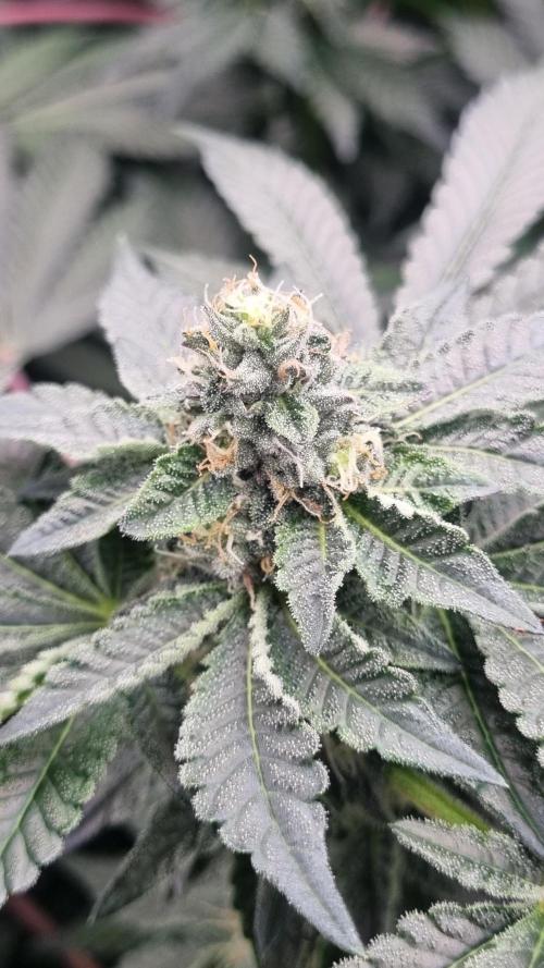 Seed Supplier Project. Week 13