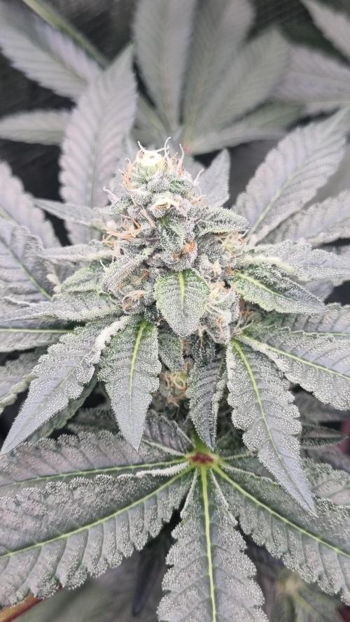 Seed Supplier Project. Week 13