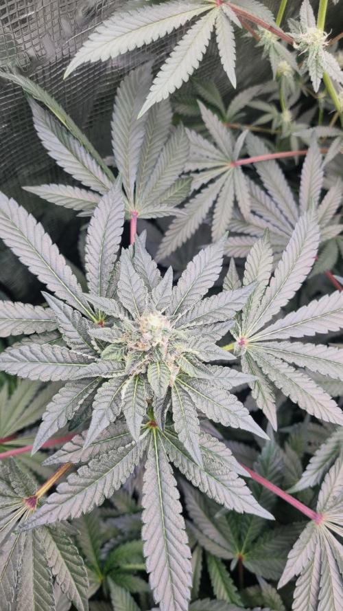Seed Supplier Project. Week 13