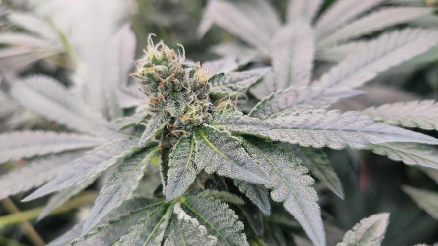 Seed Supplier Project. Week 13