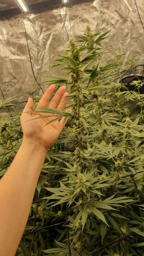 Seed Supplier Project. Week 14