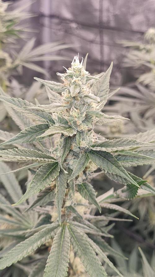 Seed Supplier Project. Week 14
