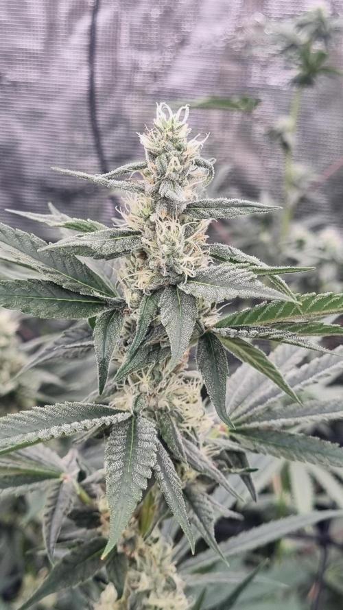 Seed Supplier Project. Week 14