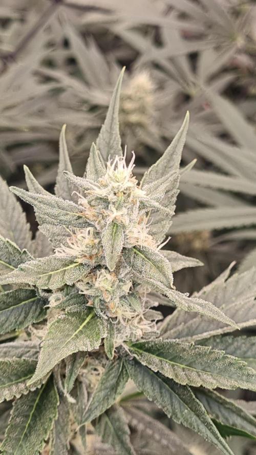 Seed Supplier Project. Week 14