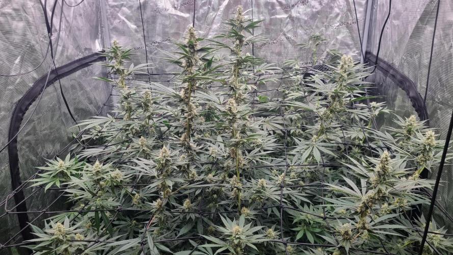 Seed Supplier Project. Week 14