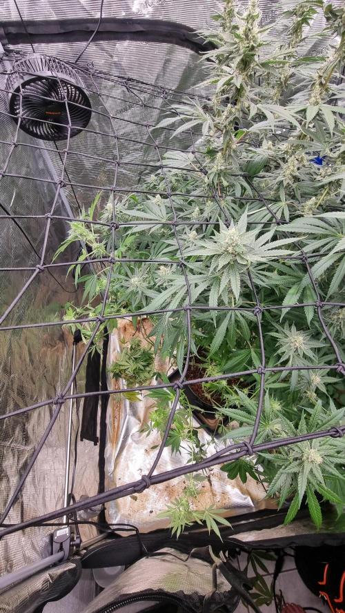 Seed Supplier Project. Week 14 - Den Platz, den sie im 120er Zelt hatte...