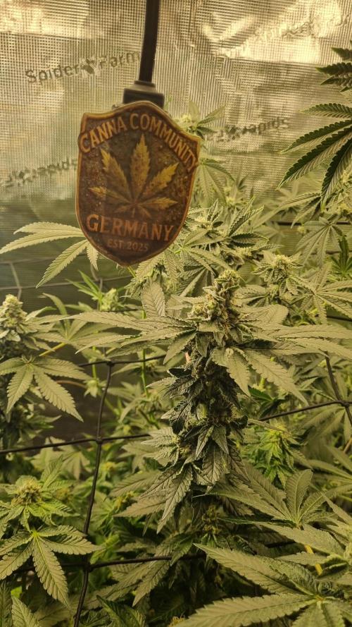 Seed Supplier Project. Week 14