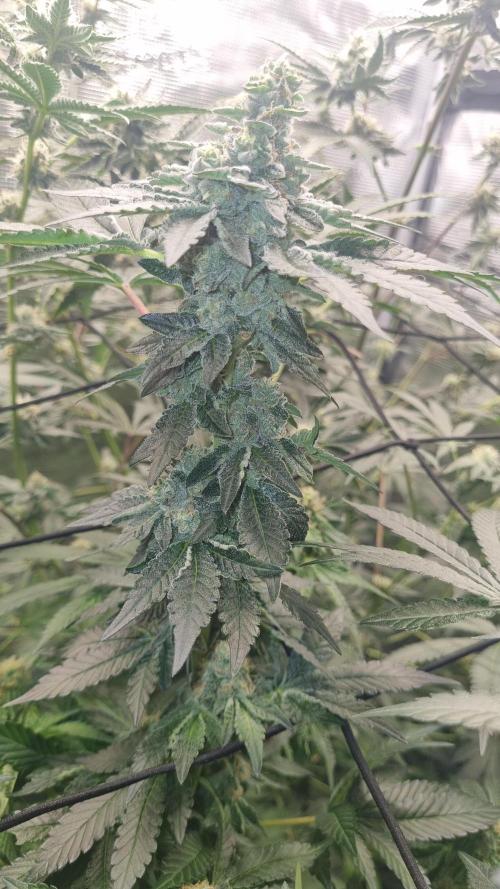 Seed Supplier Project. Week 14