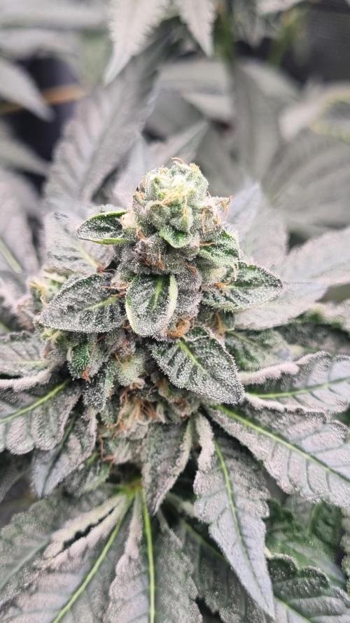 Seed Supplier Project. Week 14